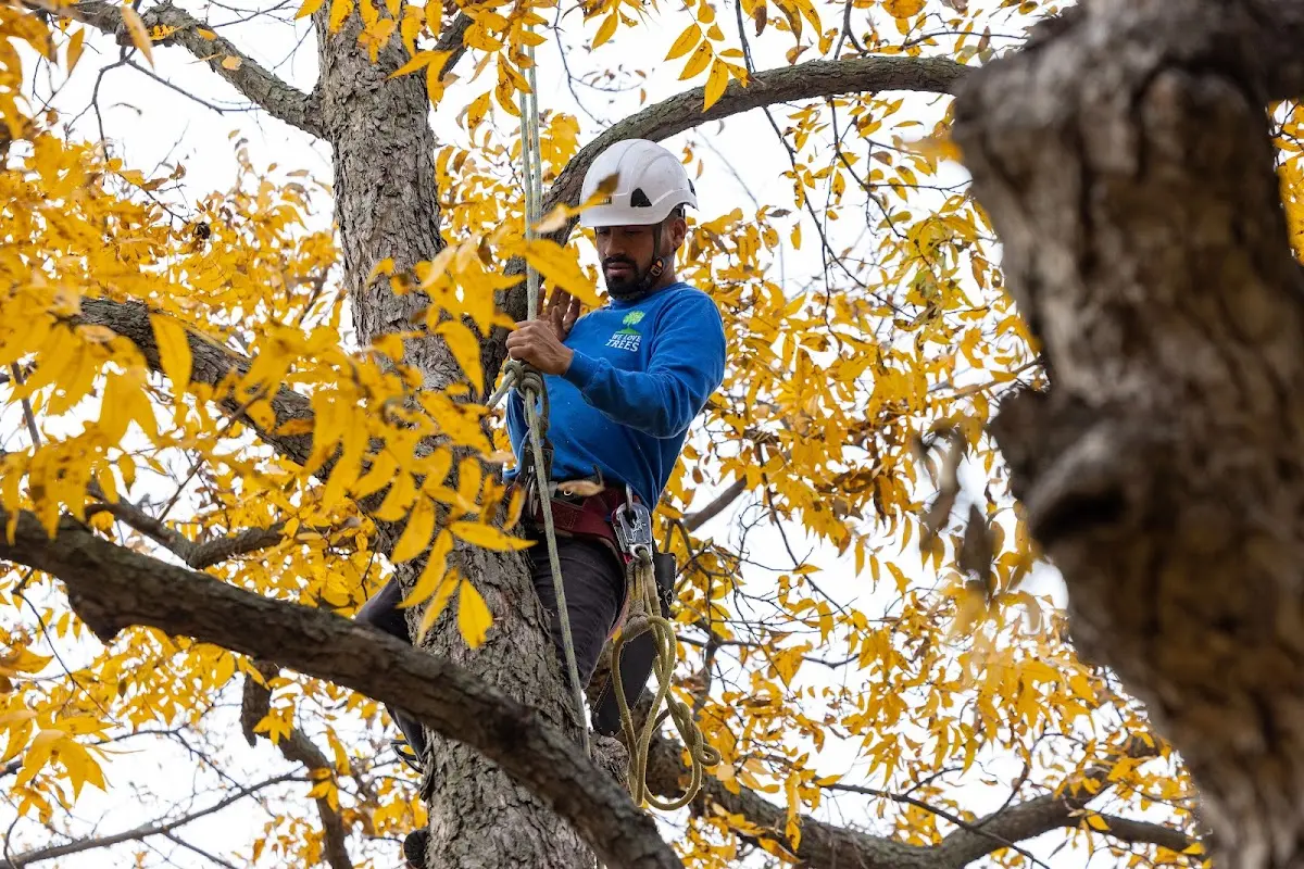 Skilled Tree Trimming crew working in Greenacres