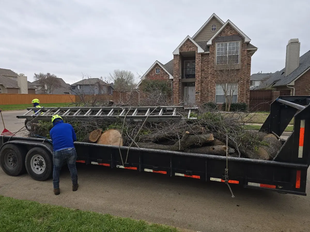Expert Deadwooding with proper safety equipment in Greenacres
